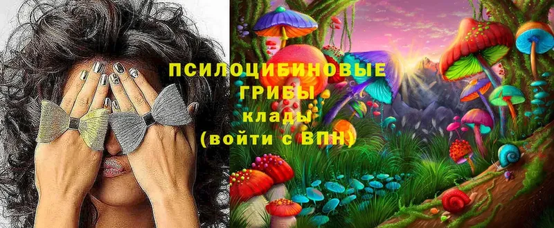 цена   Нестеров  Псилоцибиновые грибы мицелий 